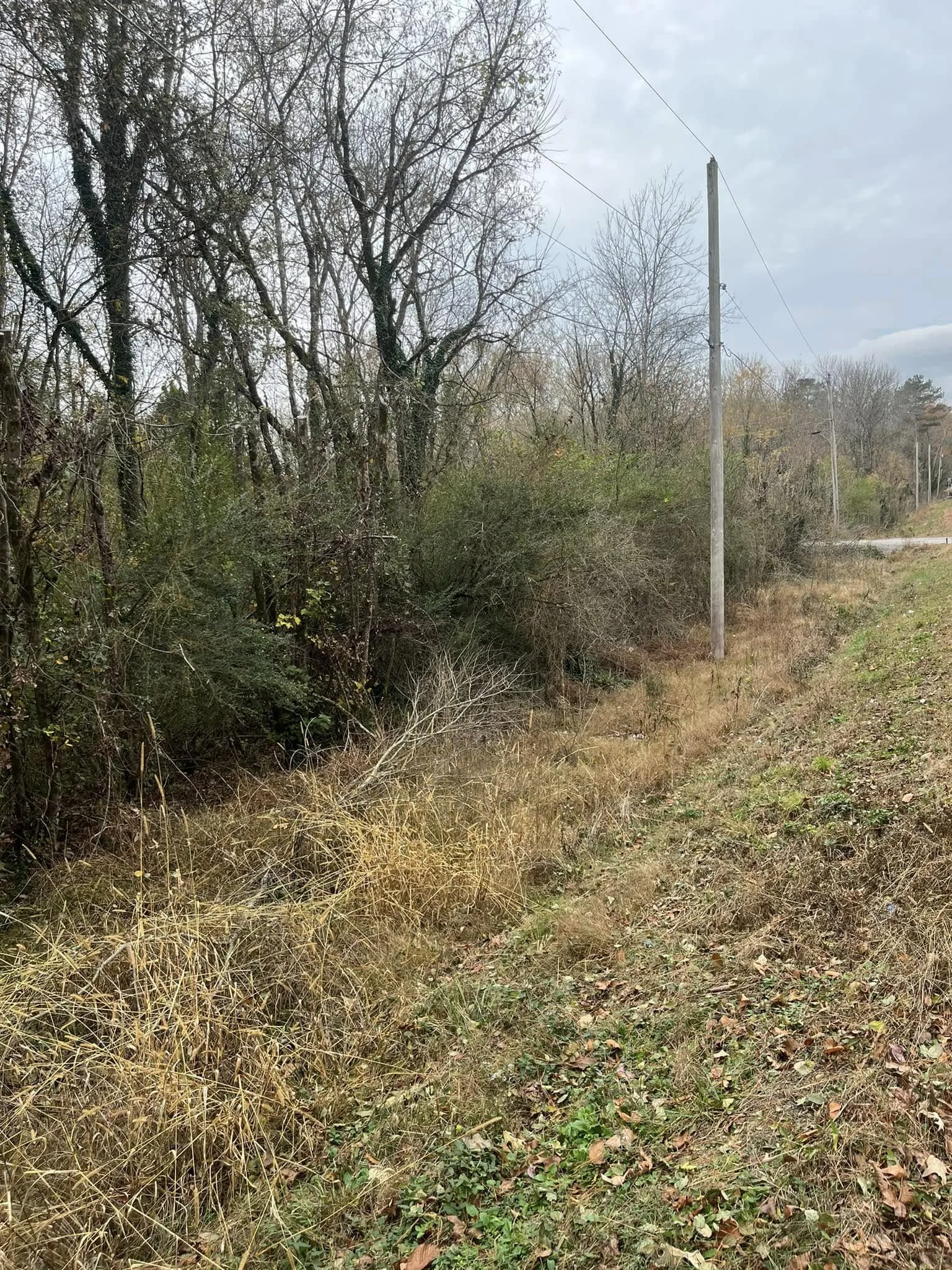 Fence line overgrown with brush before forestry mulching.