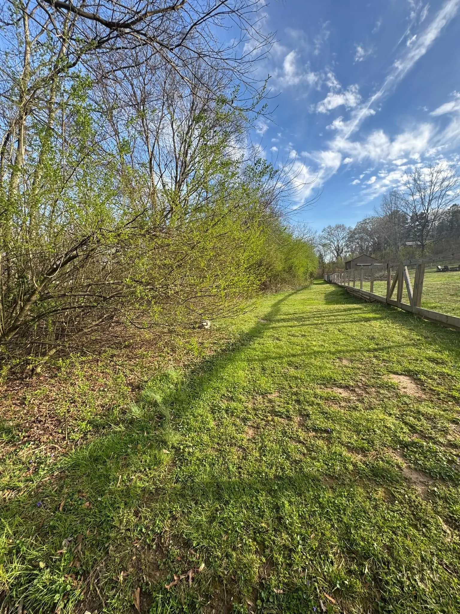 After — Hedgerow brush clearing.