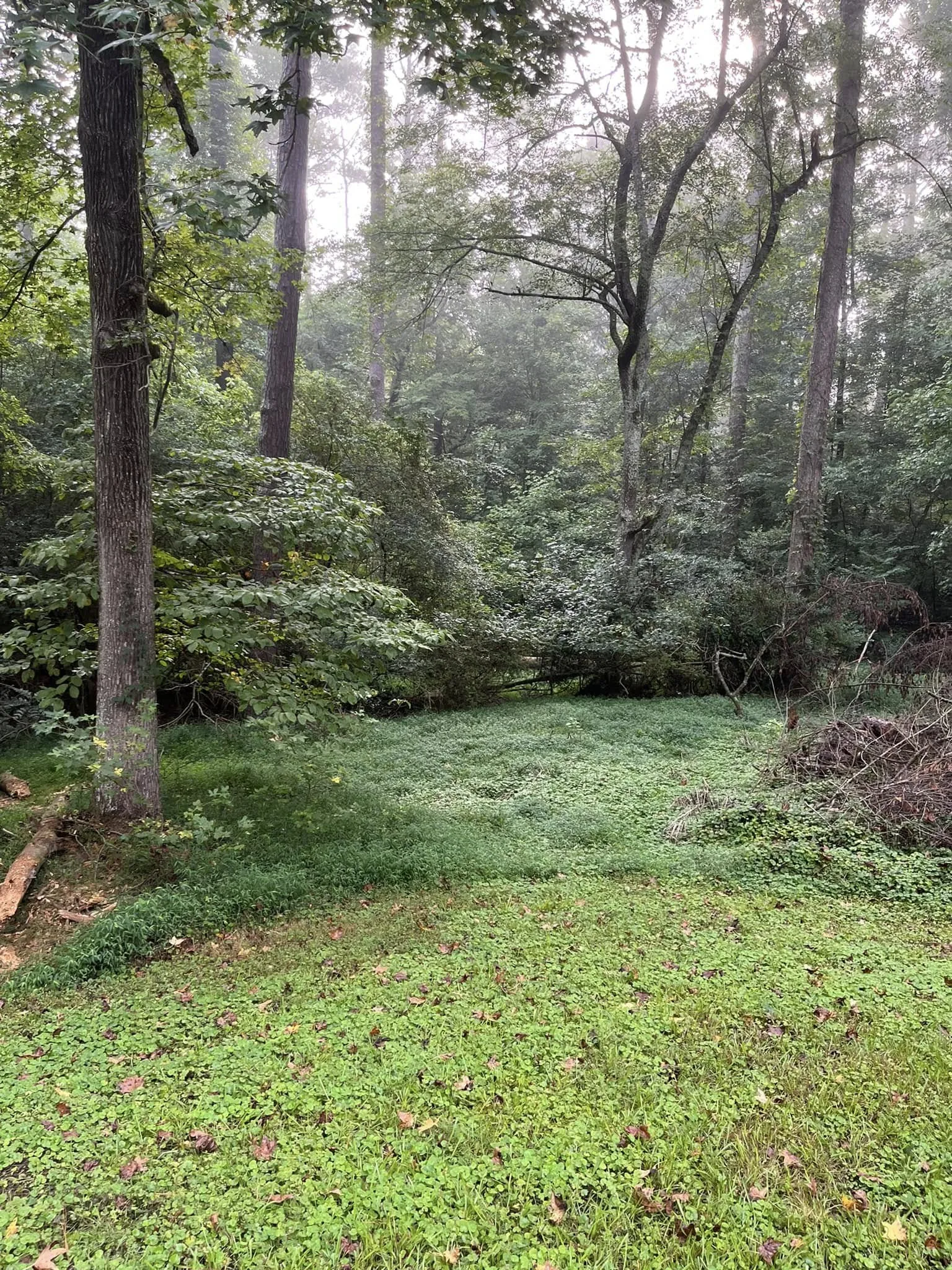 Residential lot underbrush before mulching.