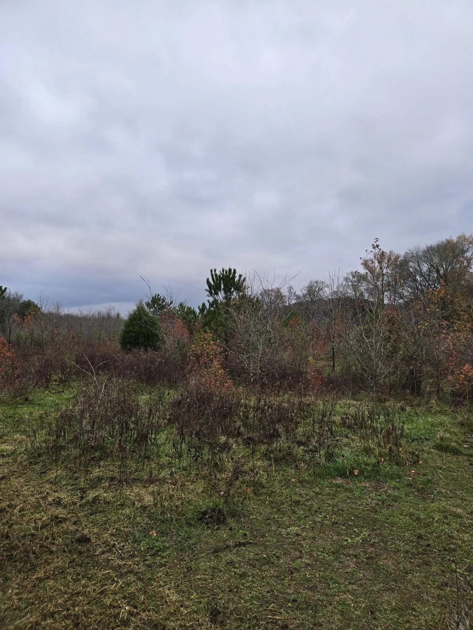 Overgrown acreage before land clearing.