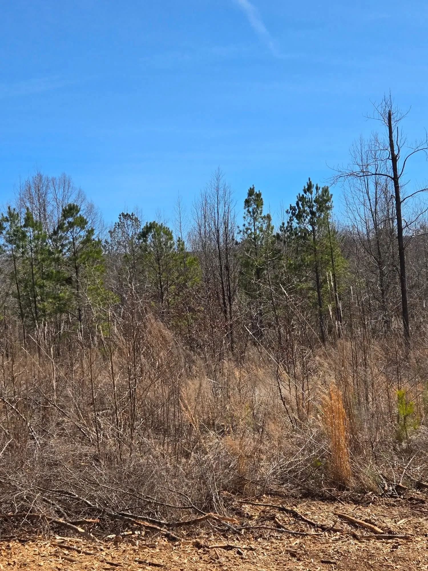Before — Commercial tract reclamation.