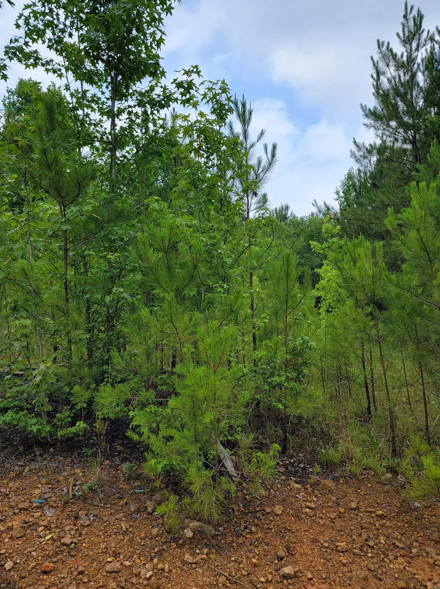 Before — Commercial tract.